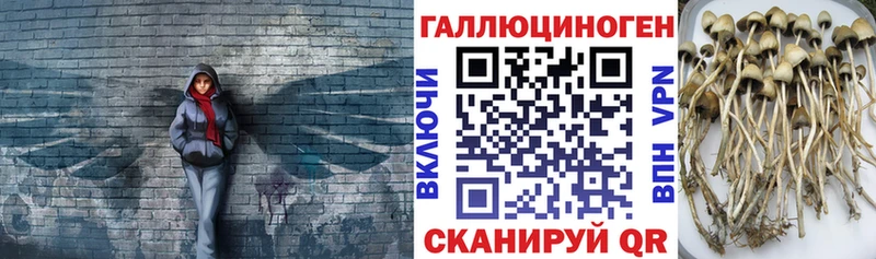 купить наркотик  Ялта  OMG ССЫЛКА  Галлюциногенные грибы Psilocybine cubensis 